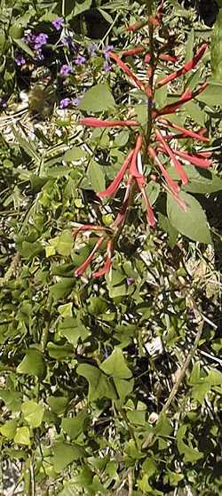 Cherokee Bean, Cardinal Spear, Coral Bean(Erythrina herbacea)