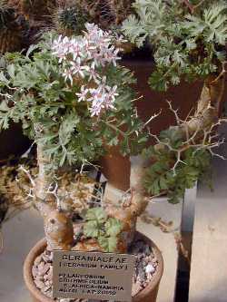 Samphire Leafed Geranium(Pelargonium crithmifolium)