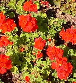 Common Geranium, Garden Geranium, Zonal Geranium(Pelargonium Χ hortorum)