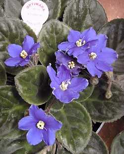 African violet(Saintpaulia ionantha)
