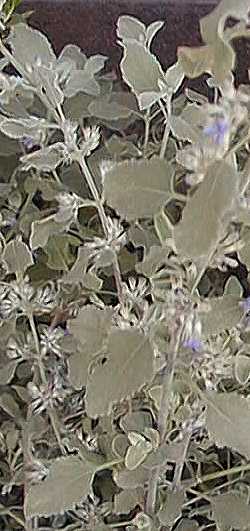 Desert Lavender