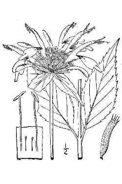 Scarlet Beebalm, Oswego Tea, Bergamot(Monarda didyma)