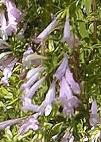 Rosemary Mint, Mexican Oregano(Poliomintha longiflora)