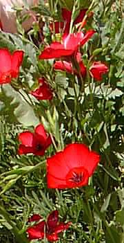 Red Flax