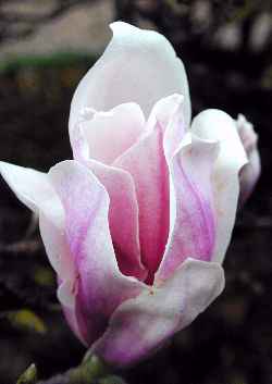 Saucer Magnolia(Magnolia Χ soulangeana)