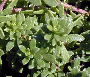 Prostrate Myoporum(Myoporum parvifolium)