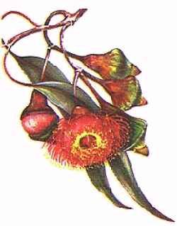Gungurru(Eucalyptus caesia)