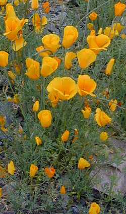 Mexican Gold Poppy(Eschscholzia californica ssp. mexicana )