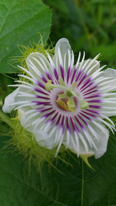 Baja Passion Vine(Passiflora foetida)