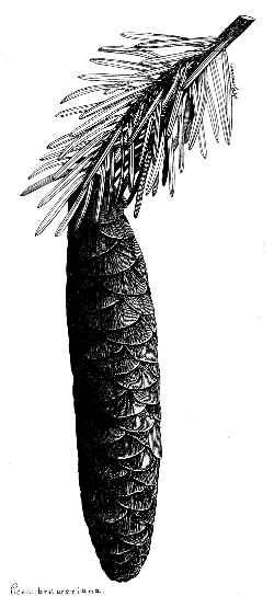 Brewer's Weeping Spruce(Picea breweriana)