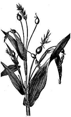 Job's Tears, Adlay(Coix lacryma-jobi)