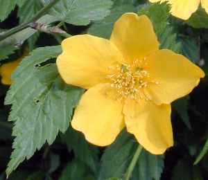 Flowering Kerria, Japanese Rose(Kerria japonica)