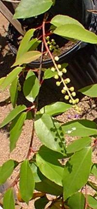 Capulin Cherry(Prunus salicifolia)
