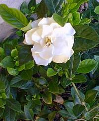 Gardenia(Gardenia jasminoides)