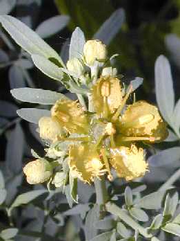 Rue, Herb of Grace(Ruta graveolens)