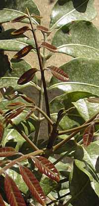 Longan(Euphoria longan)