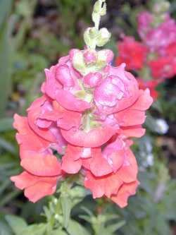 Snapdragon(Antirrhinum majus)