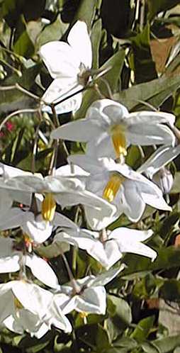 Potato vine(Solanum jasminoides)