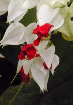 Bleeding Heart Glorybower(Clerodendrum thomsoniae)