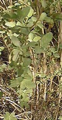 Mexican Oregano(Lippia graveolens)