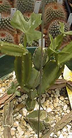 Veld grape(Cissus quadrangularis)