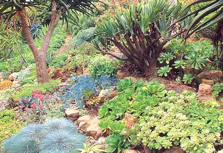 Dracena draco, agaves, & sempervivens clustering on a Southwestern Desert hillside!  Simply, splendid & natural beauty!